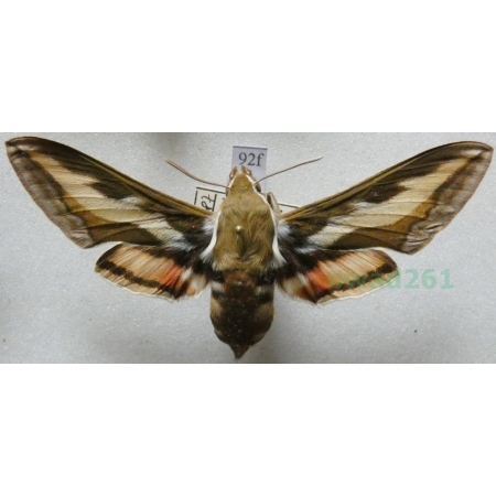 Hyles gallii (Rottemburg, 1775)  Zmrocznik przytuliak Czech 67mm92f